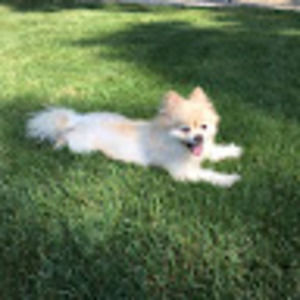 Meet your Posher, Sandy